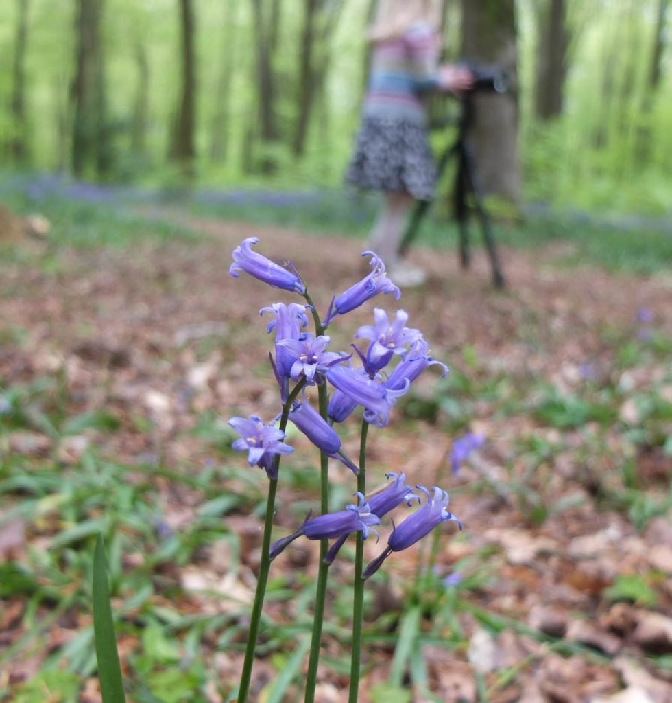 Monday Inspiration Bluebell Woods - Illustration by Jonathan Chapman