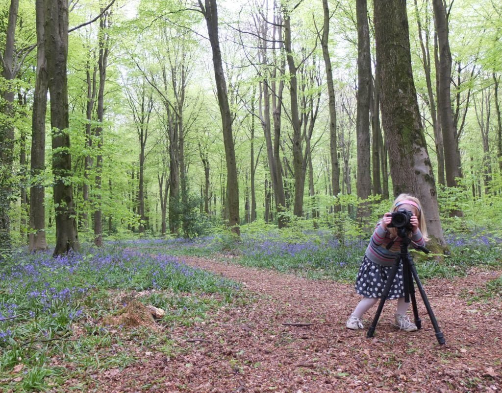 Monday Inspiration Bluebell Woods - Illustration by Jonathan Chapman