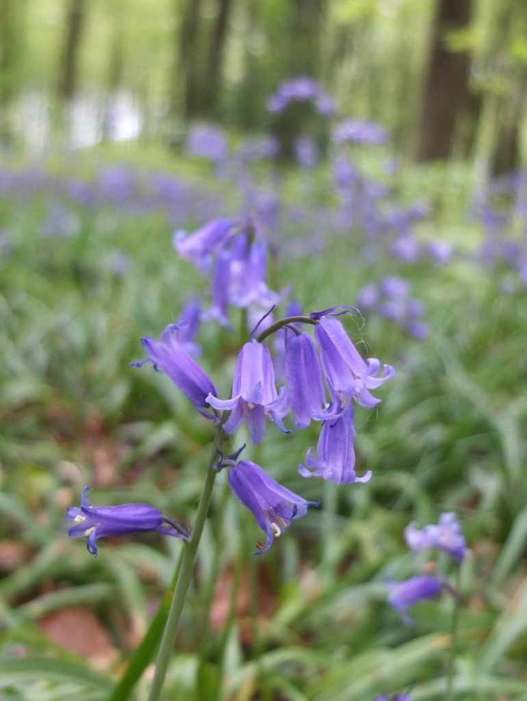 Monday Inspiration Bluebell Woods - Illustration by Jonathan Chapman